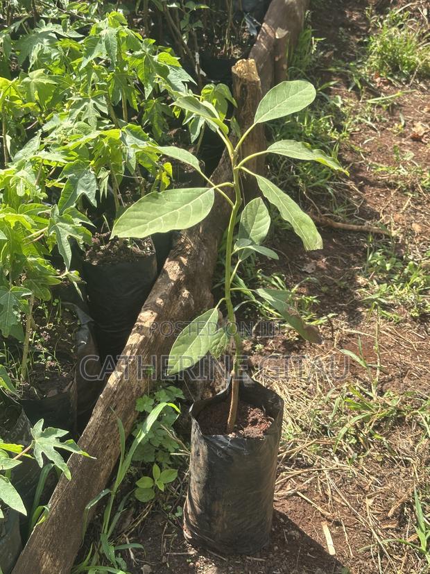 Hass Avocado Seedling