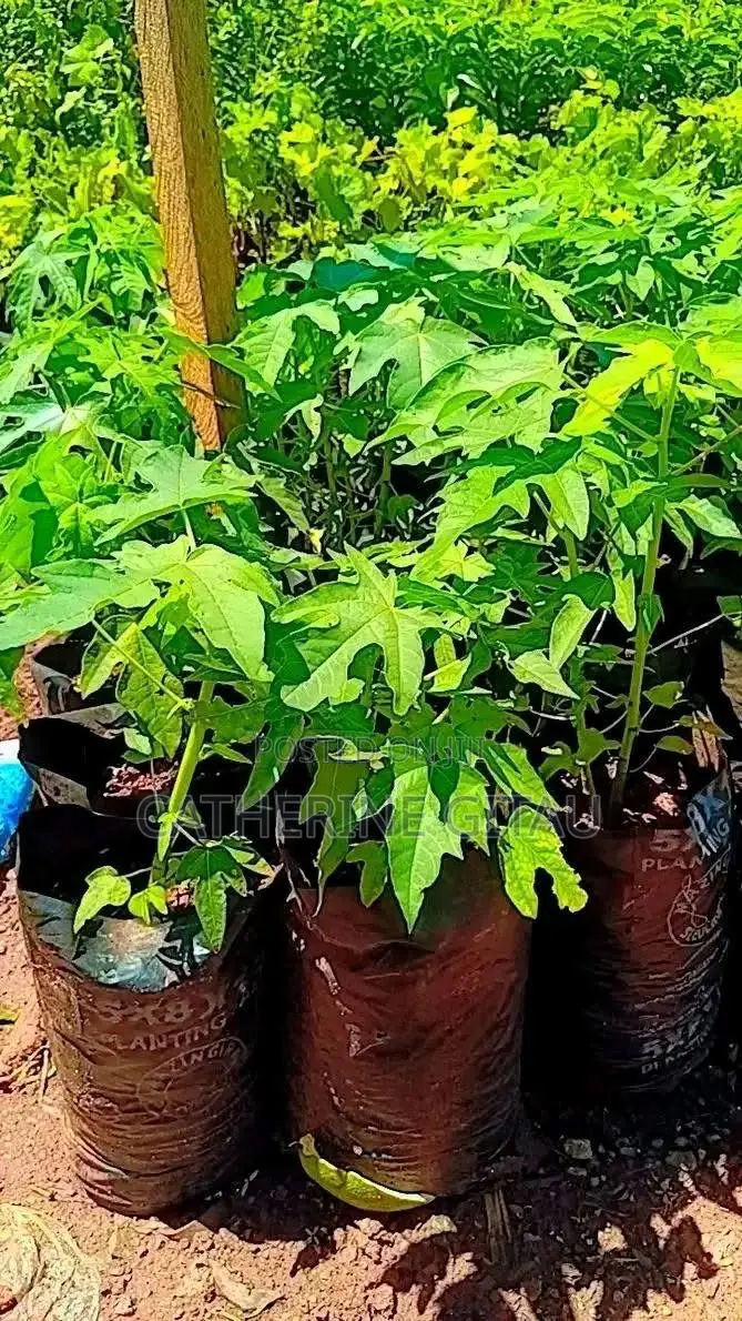 Pawpaw Malkia F1 Seedling