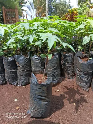 Pawpaw Malkia F1 Seedling