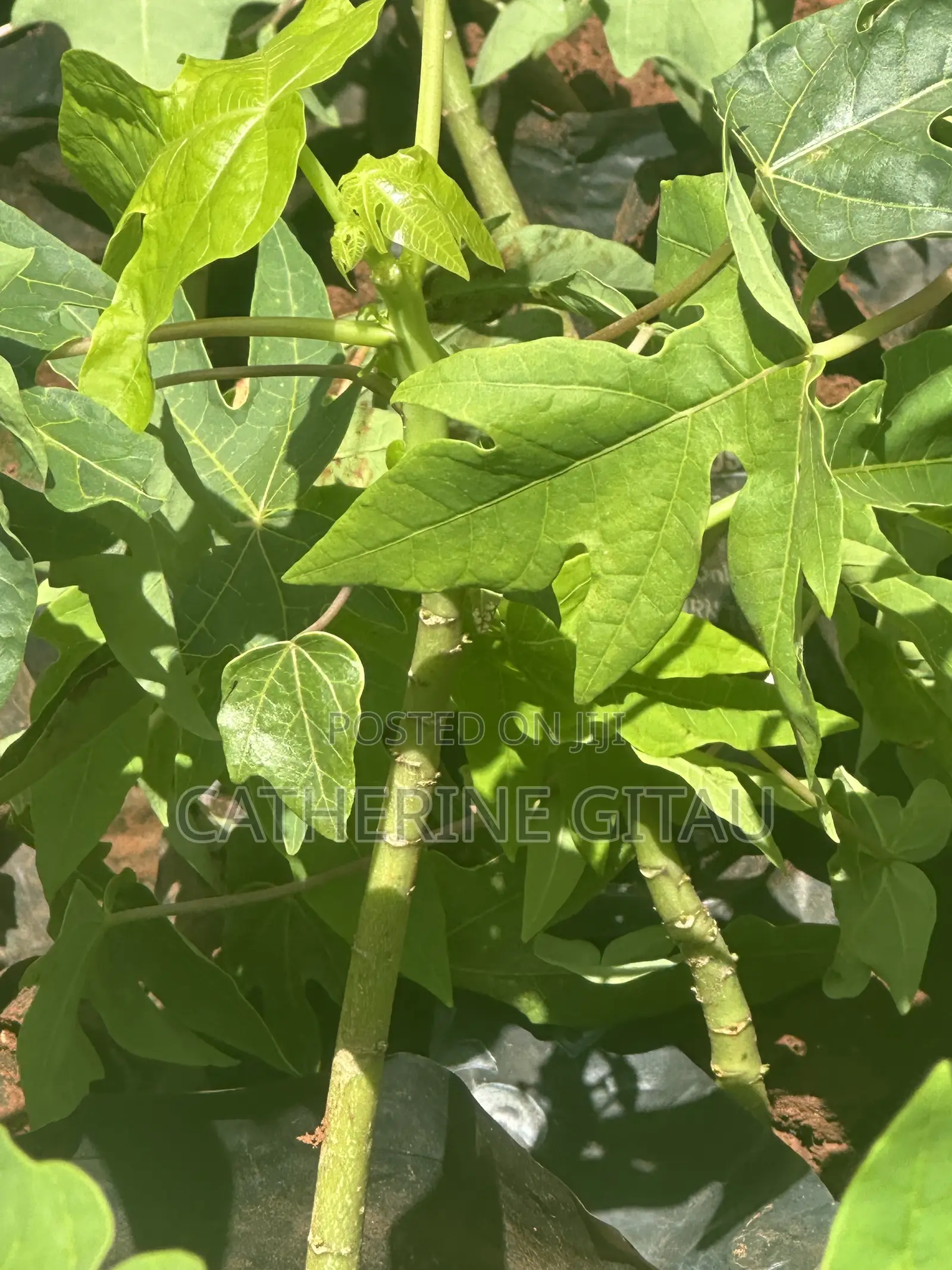 Pawpaw Malkia F1 Seedling