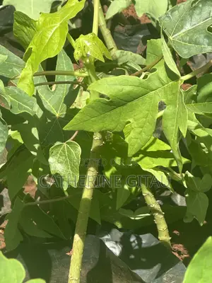 Pawpaw Malkia F1 Seedling