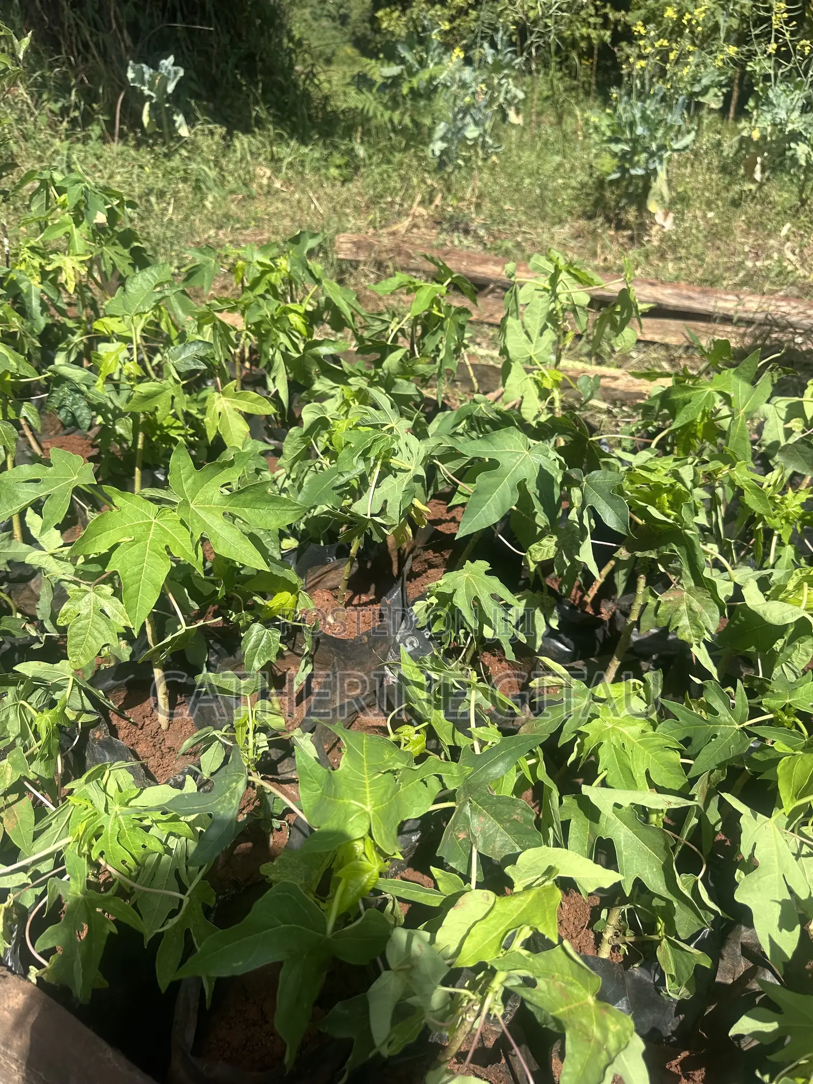 Pawpaw Malkia F1 Seedling