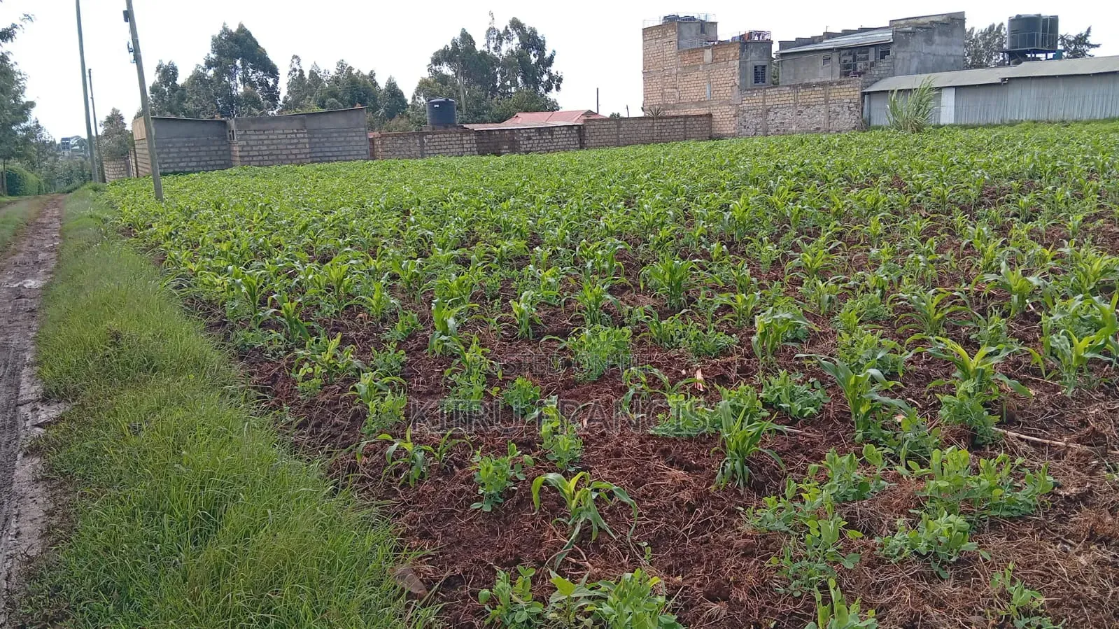 Land for Sale