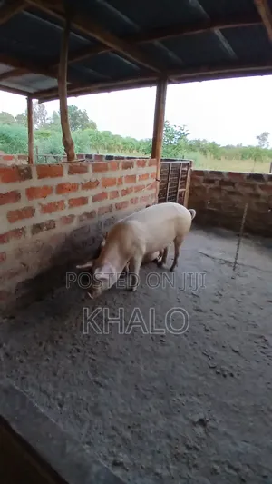 Healthy Fast-Growing Pigs for Sale - Ready for Slaughter Breeding