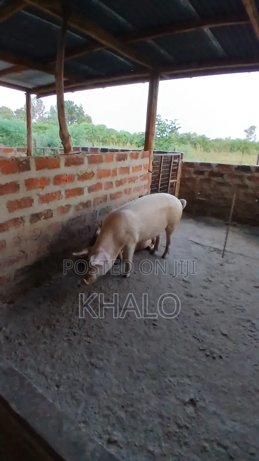 Healthy Fast-Growing Pigs for Sale - Ready for Slaughter Breeding