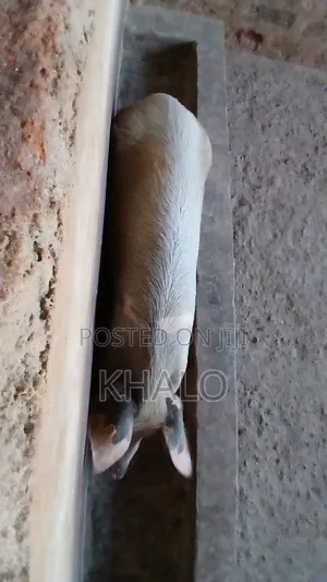 Healthy Fast-Growing Pigs for Sale - Ready for Slaughter Breeding