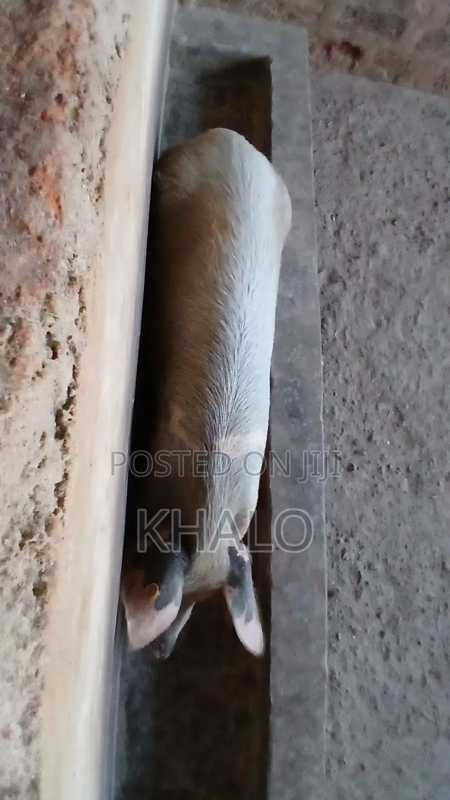 Healthy Fast-Growing Pigs for Sale - Ready for Slaughter Breeding