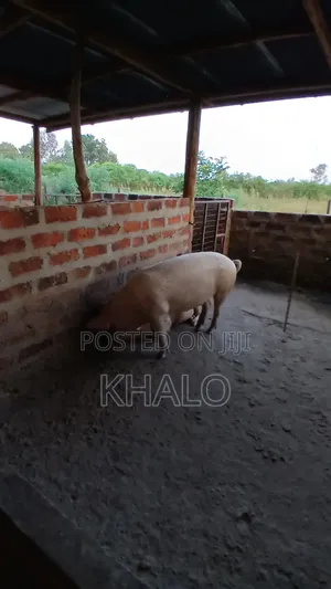 Healthy Fast-Growing Pigs for Sale - Ready for Slaughter Breeding