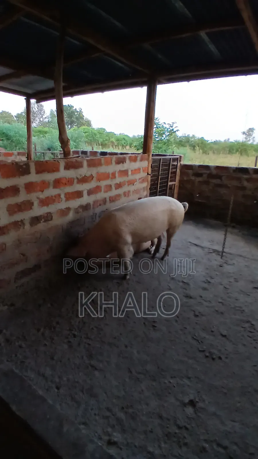 Healthy Fast-Growing Pigs for Sale - Ready for Slaughter Breeding