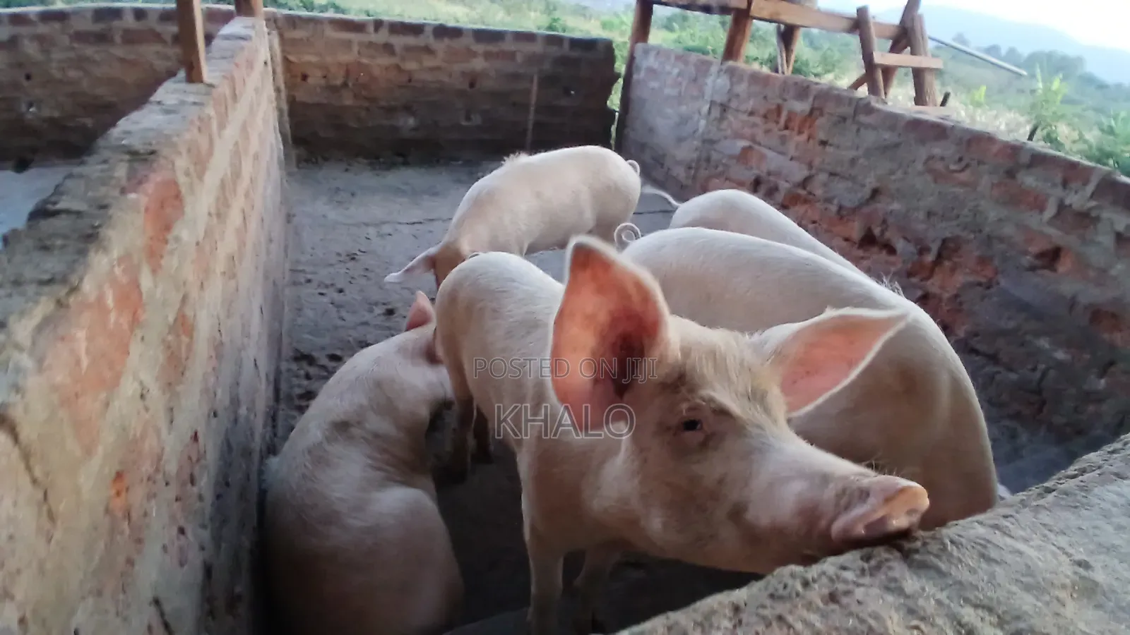 Healthy Fast-Growing Pigs for Sale - Ready for Slaughter Breeding