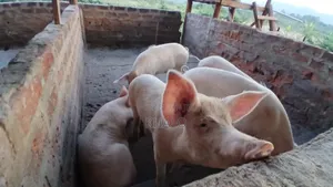 Healthy Fast-Growing Pigs for Sale - Ready for Slaughter Breeding