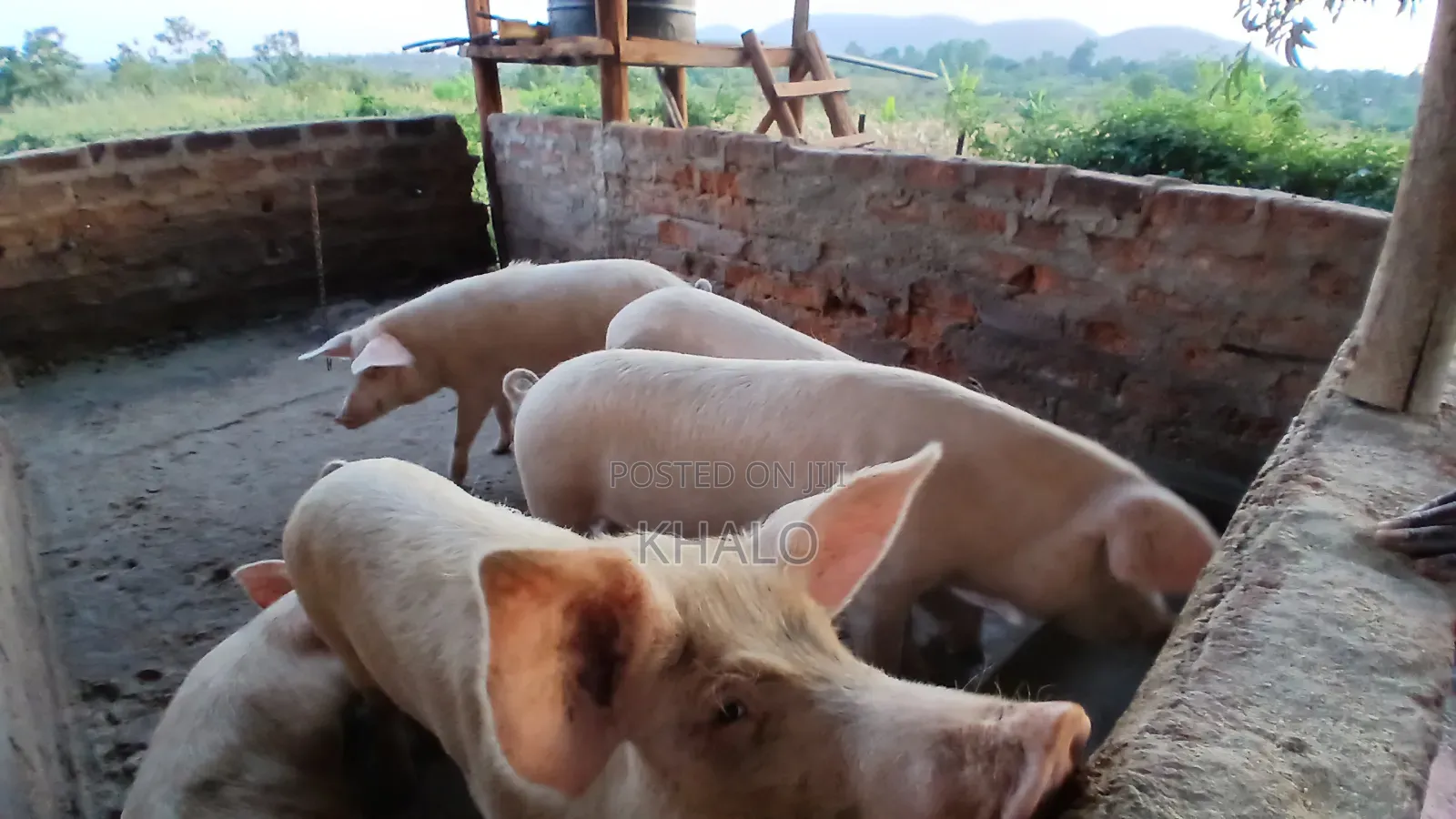 Healthy Fast-Growing Pigs for Sale - Ready for Slaughter Breeding