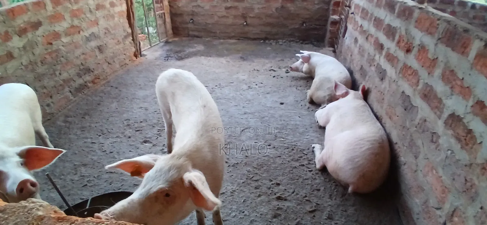 Healthy Fast-Growing Pigs for Sale - Ready for Slaughter Breeding