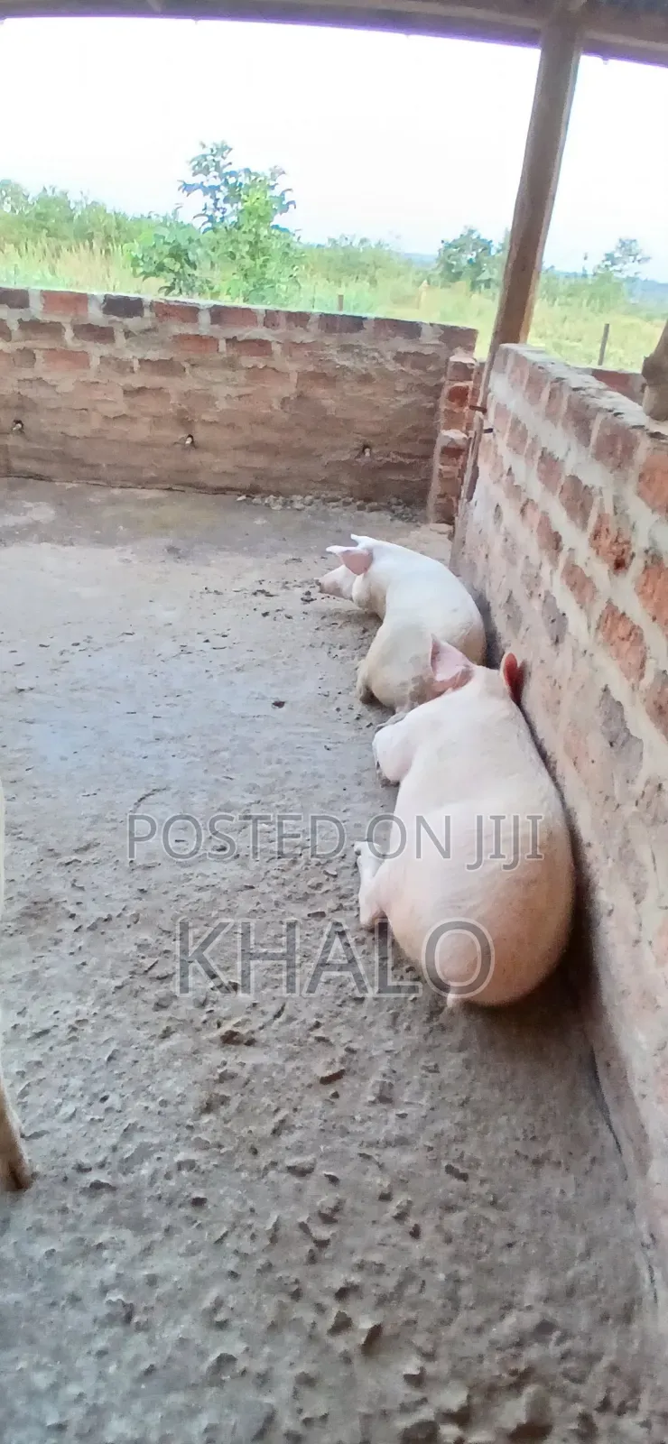 Healthy Fast-Growing Pigs for Sale - Ready for Slaughter Breeding