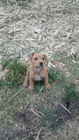 1-3 months Female Purebred American Pit Bull Terrier