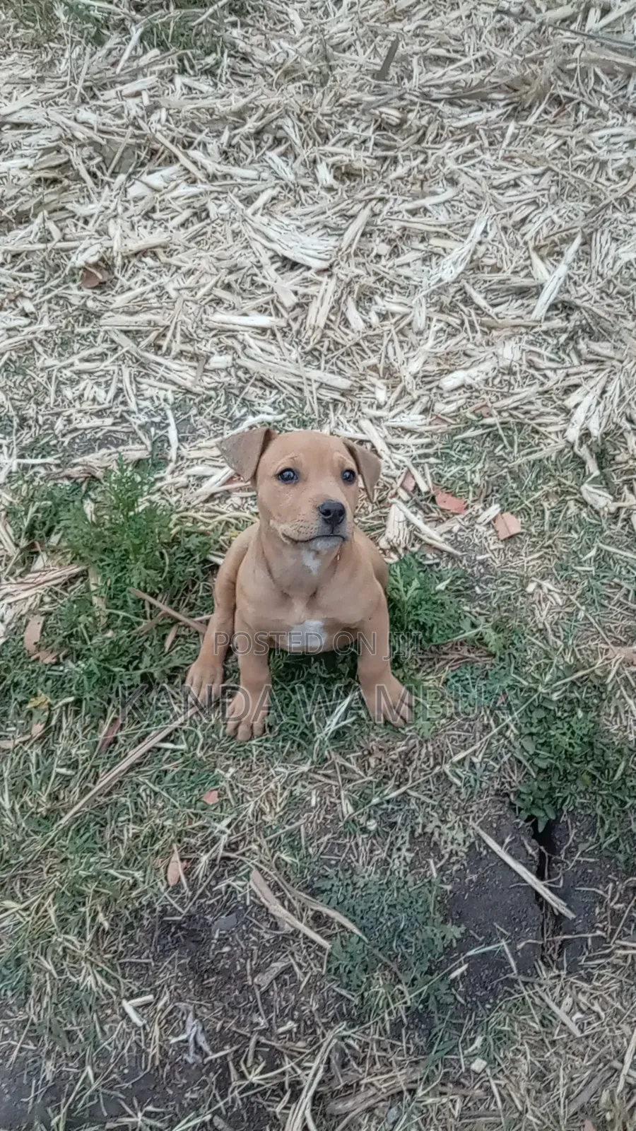 1-3 months Female Purebred American Pit Bull Terrier