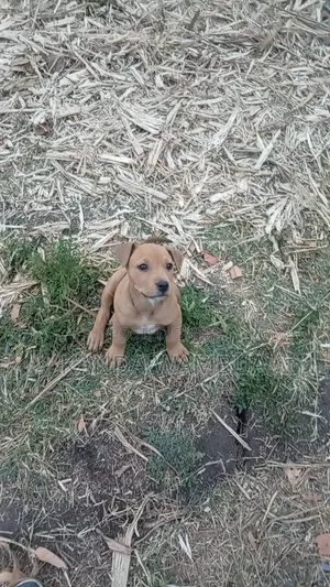 1-3 months Female Purebred American Pit Bull Terrier