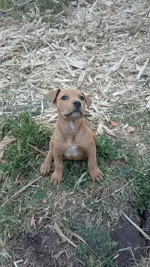 1-3 months Female Purebred American Pit Bull Terrier