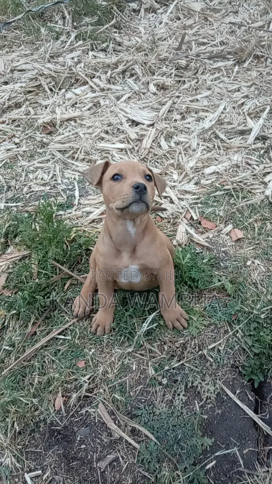 1-3 months Female Purebred American Pit Bull Terrier