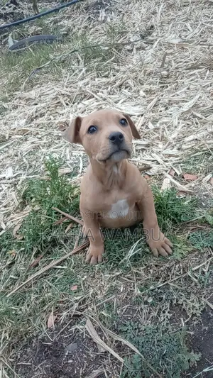 1-3 months Female Purebred American Pit Bull Terrier