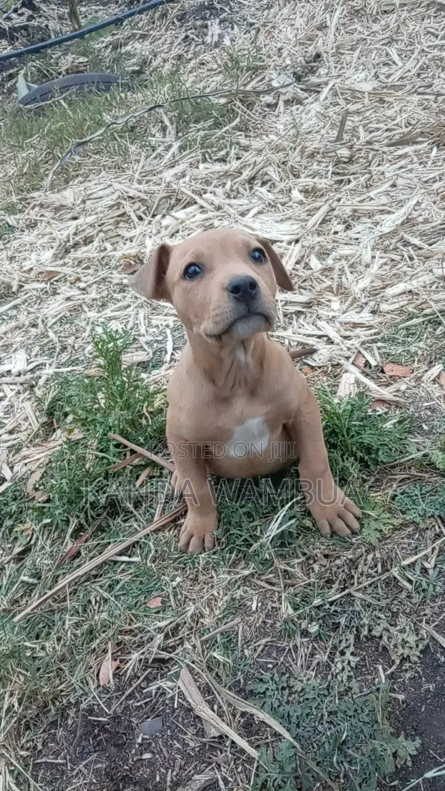 1-3 months Female Purebred American Pit Bull Terrier