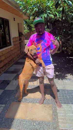 1+ year Male Purebred Boerboel