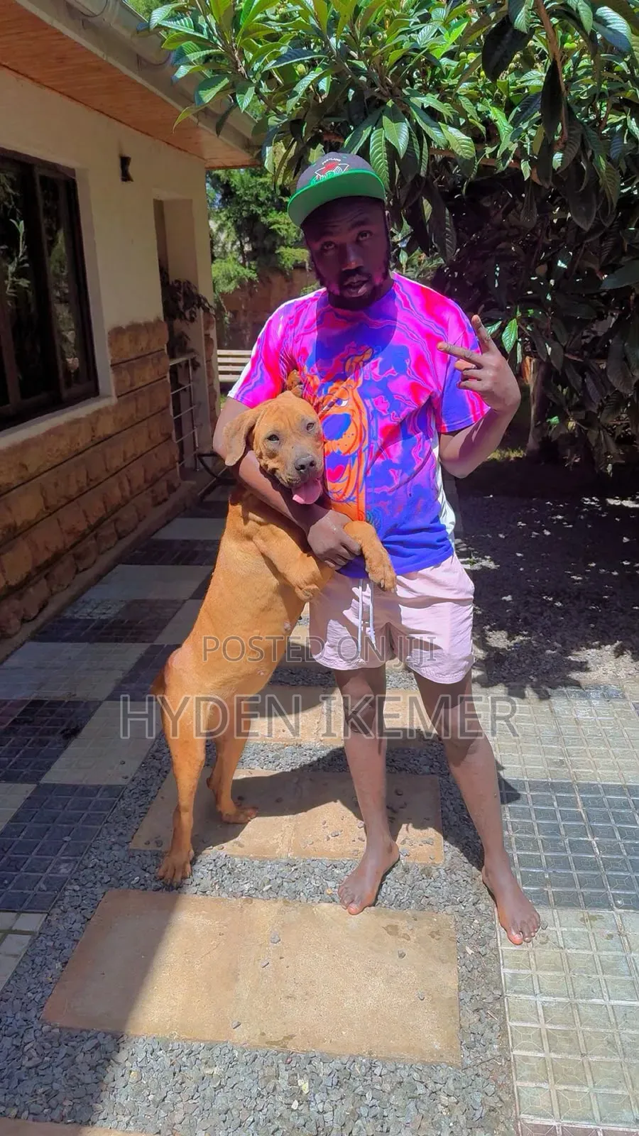 1+ year Male Purebred Boerboel