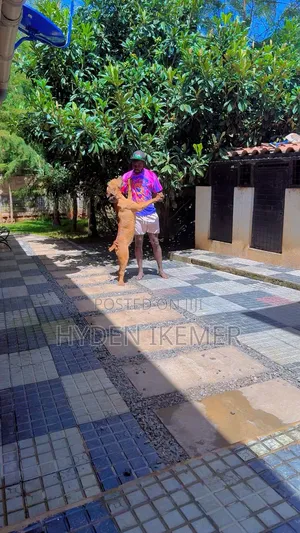 1+ year Male Purebred Boerboel