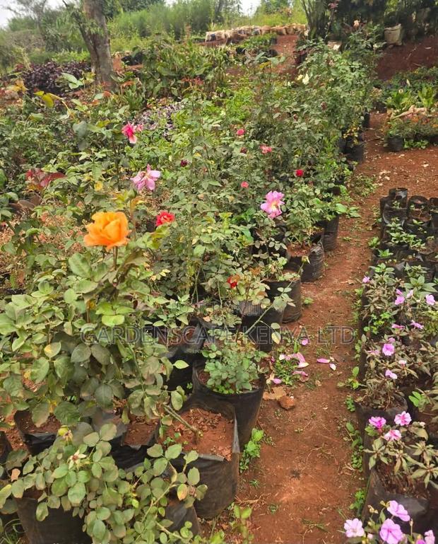 Rose Flowers