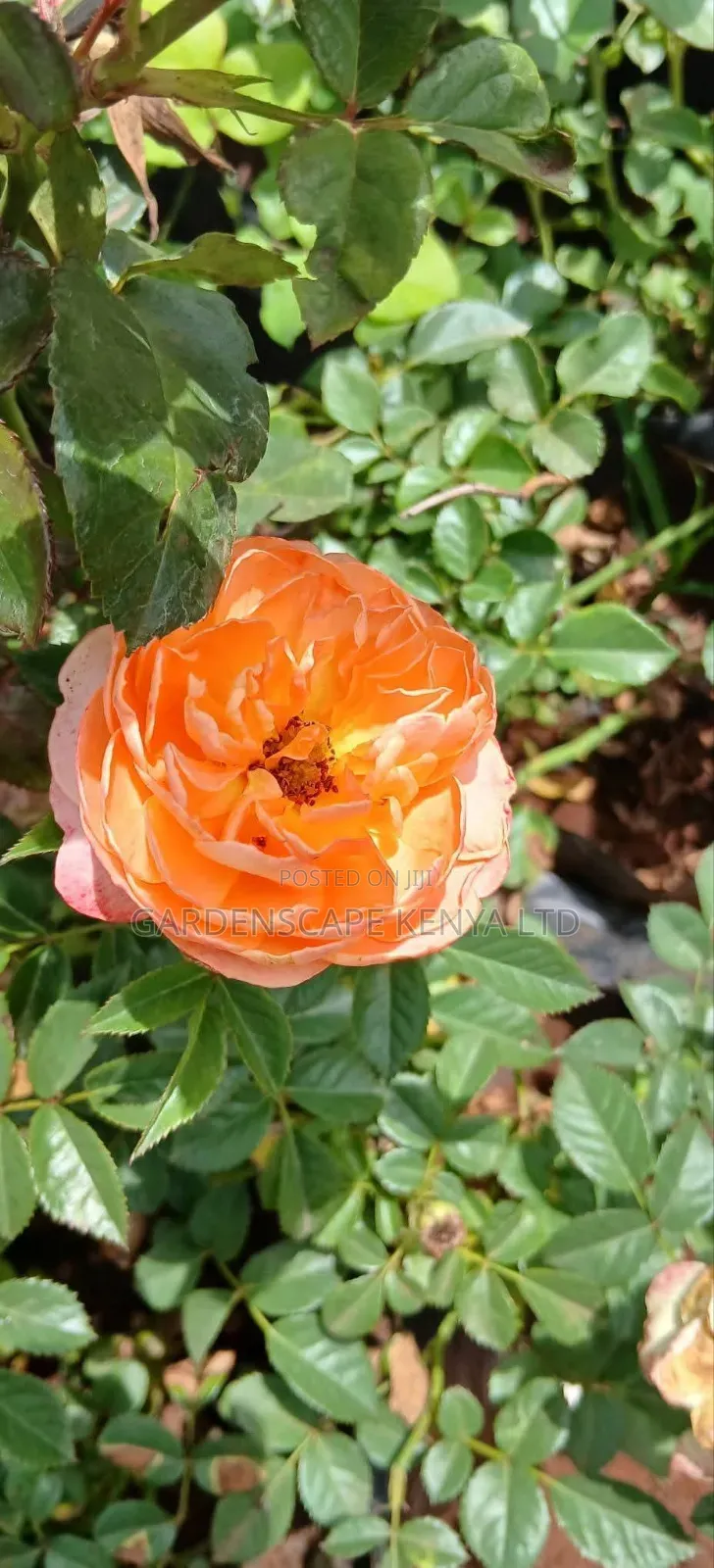 Rose Flowers