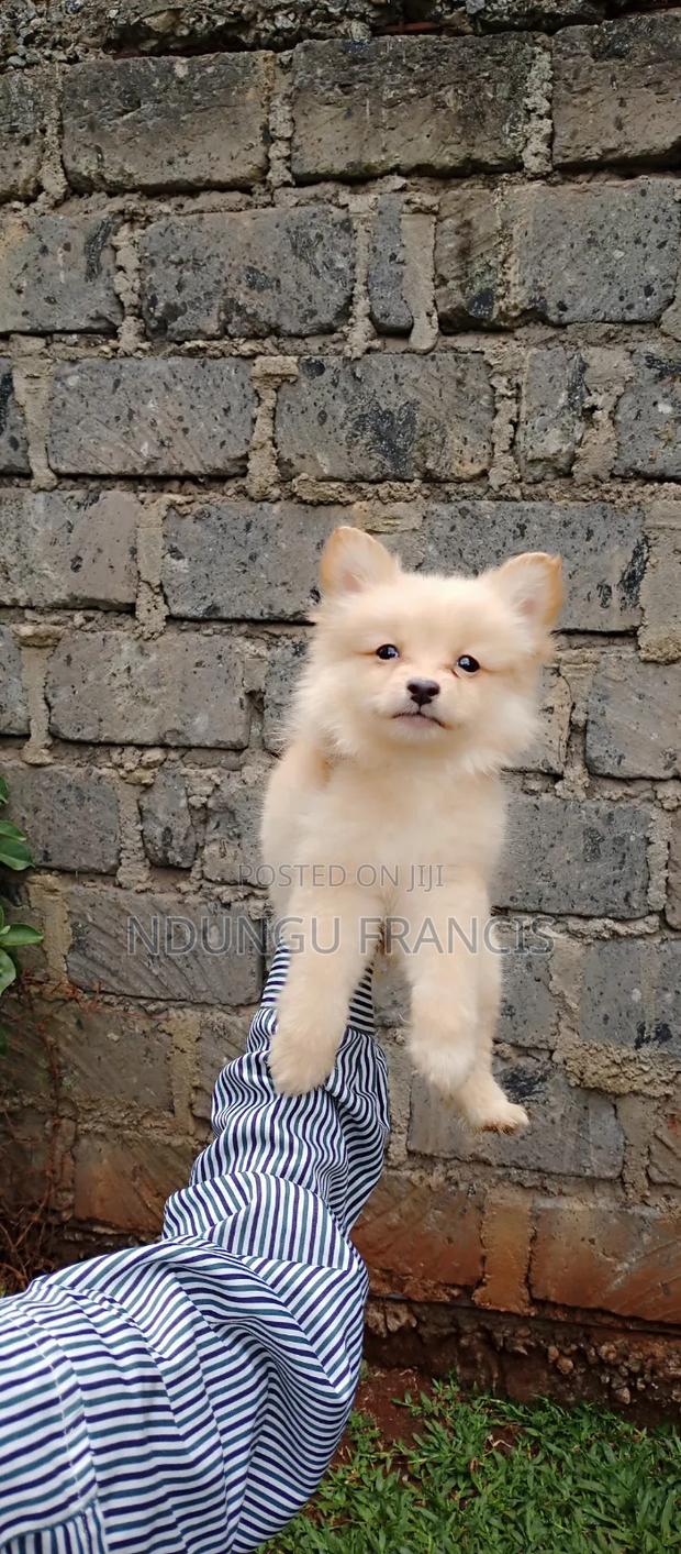 3-6 months Female Mixed Breed Japanese Spitz - thumbnail 3