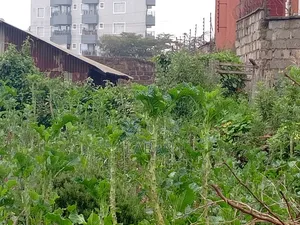 Limuru Manguo,1/4acre
