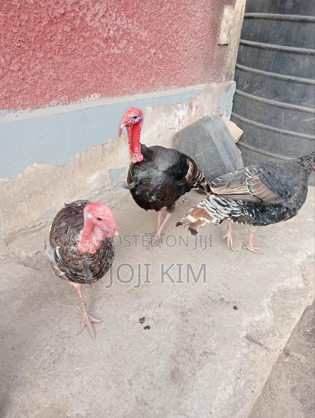 Male Bronze Turkeys