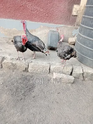 Male Bronze Turkeys