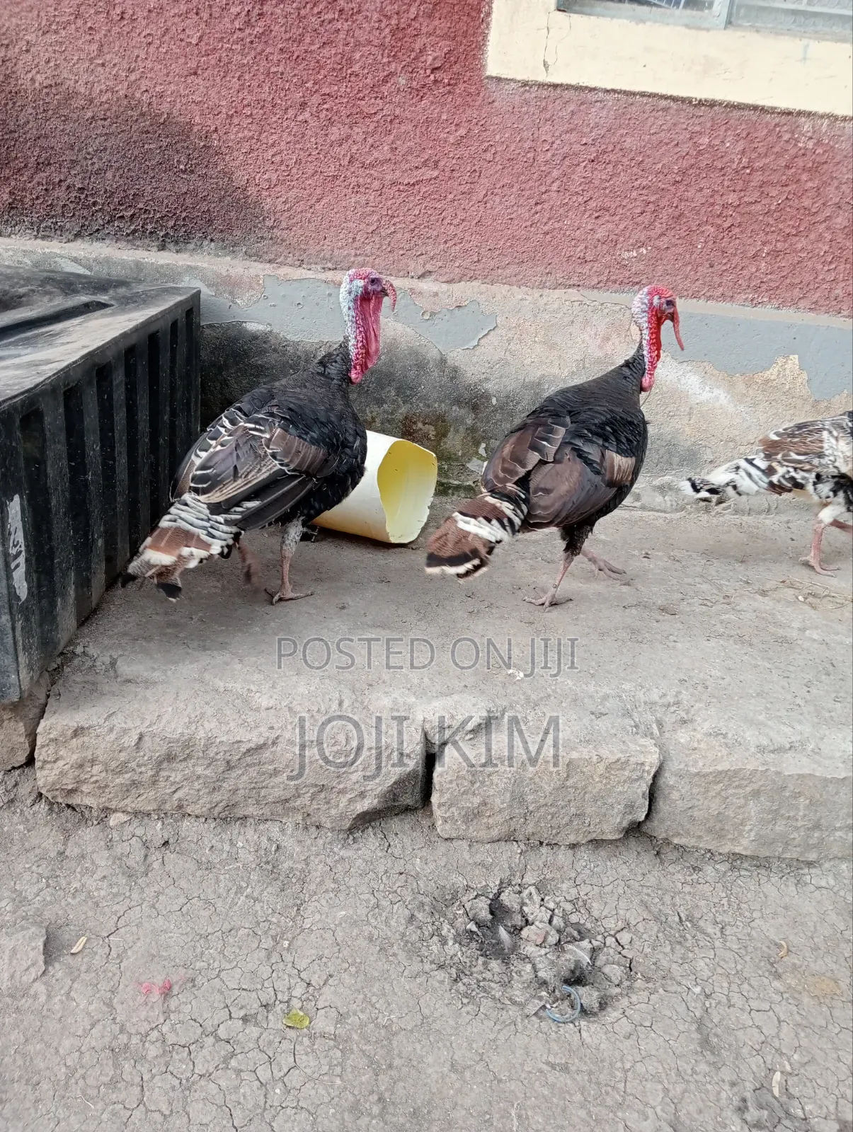 Male Bronze Turkeys