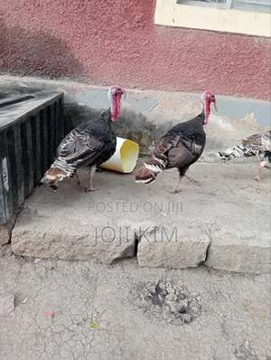 Male Bronze Turkeys