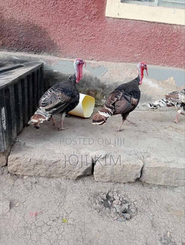 Male Bronze Turkeys - thumbnail 3