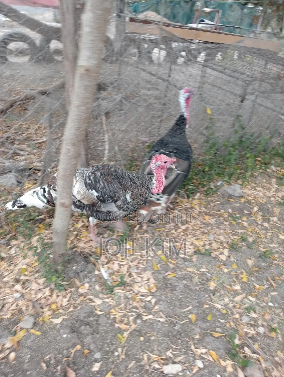 Male Bronze Turkeys