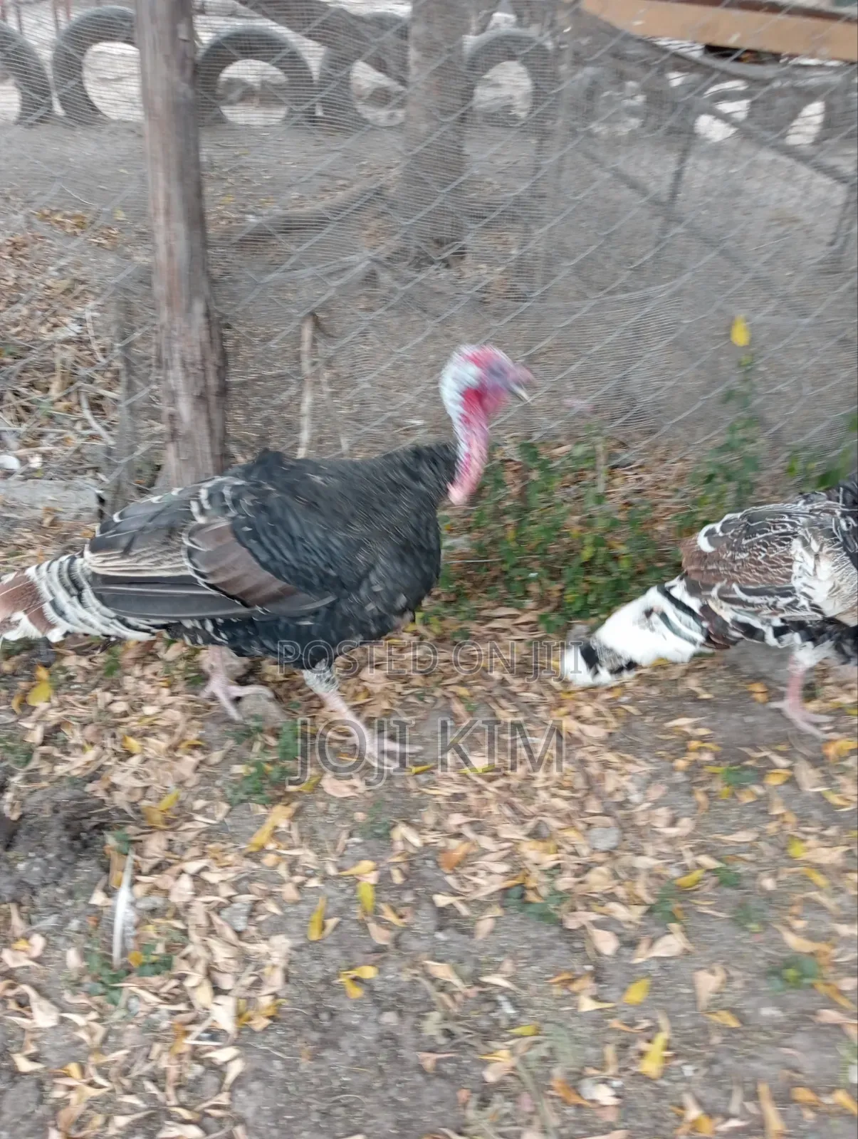 Male Bronze Turkeys