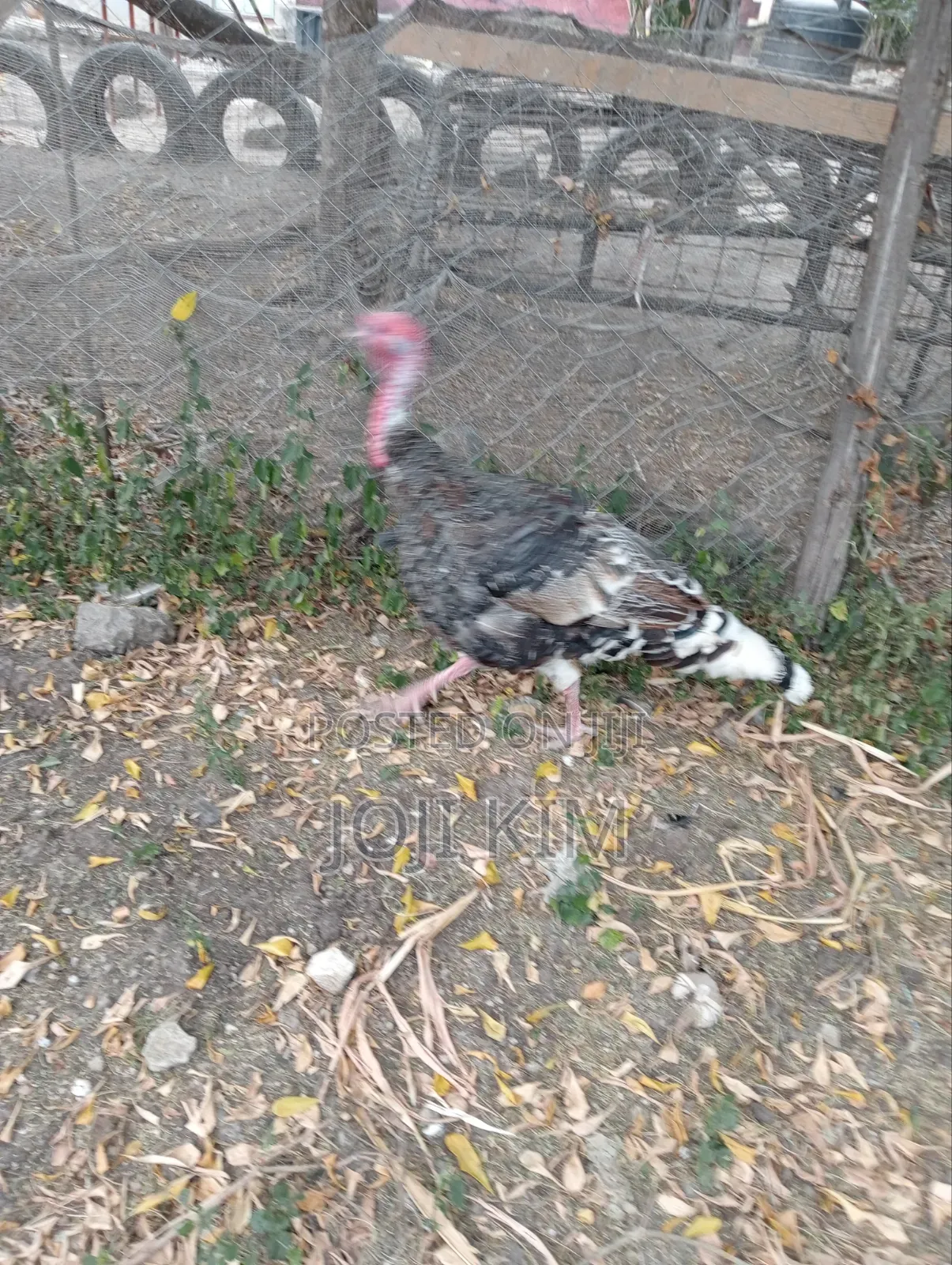 Male Bronze Turkeys