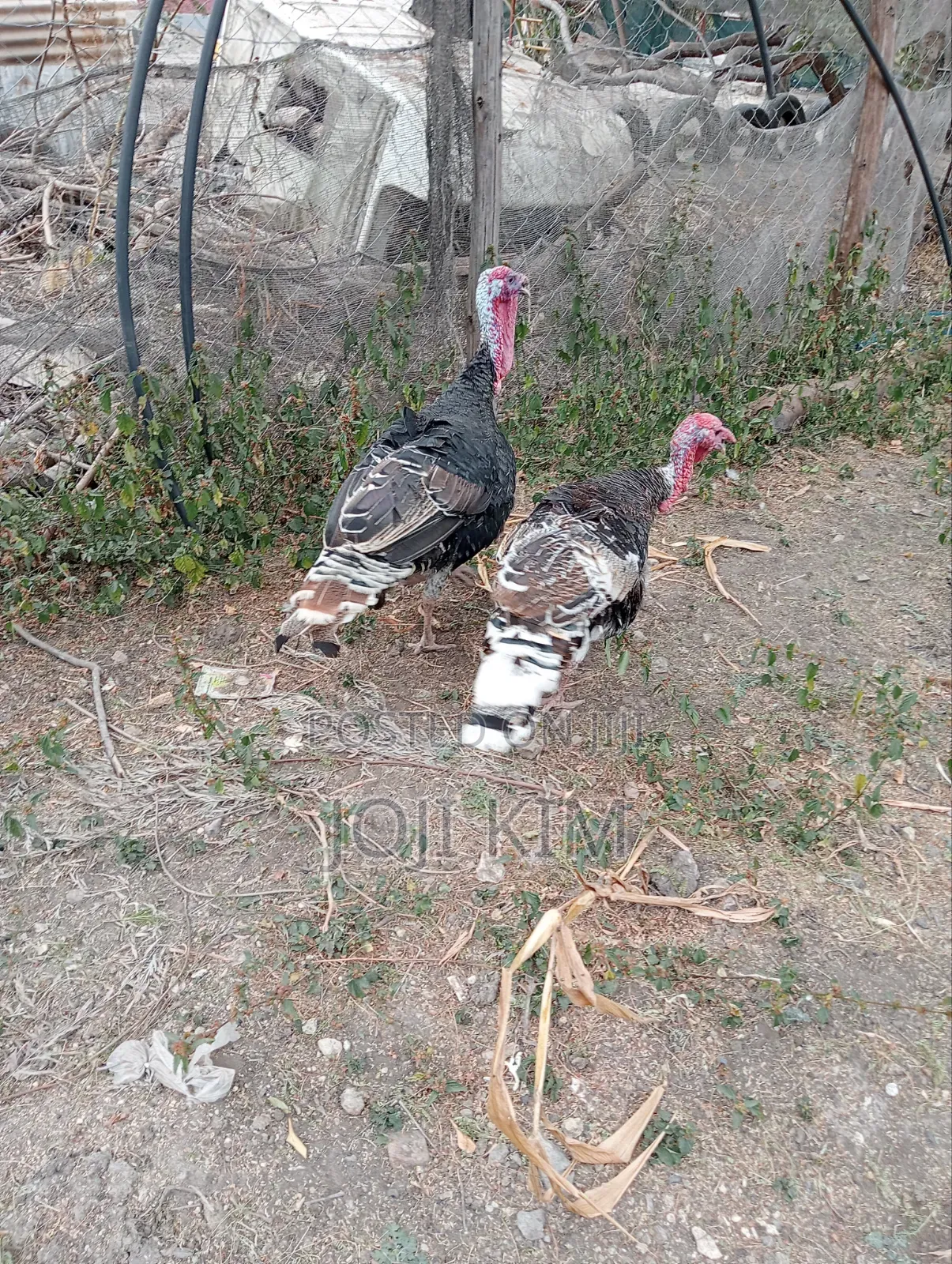 Male Bronze Turkeys