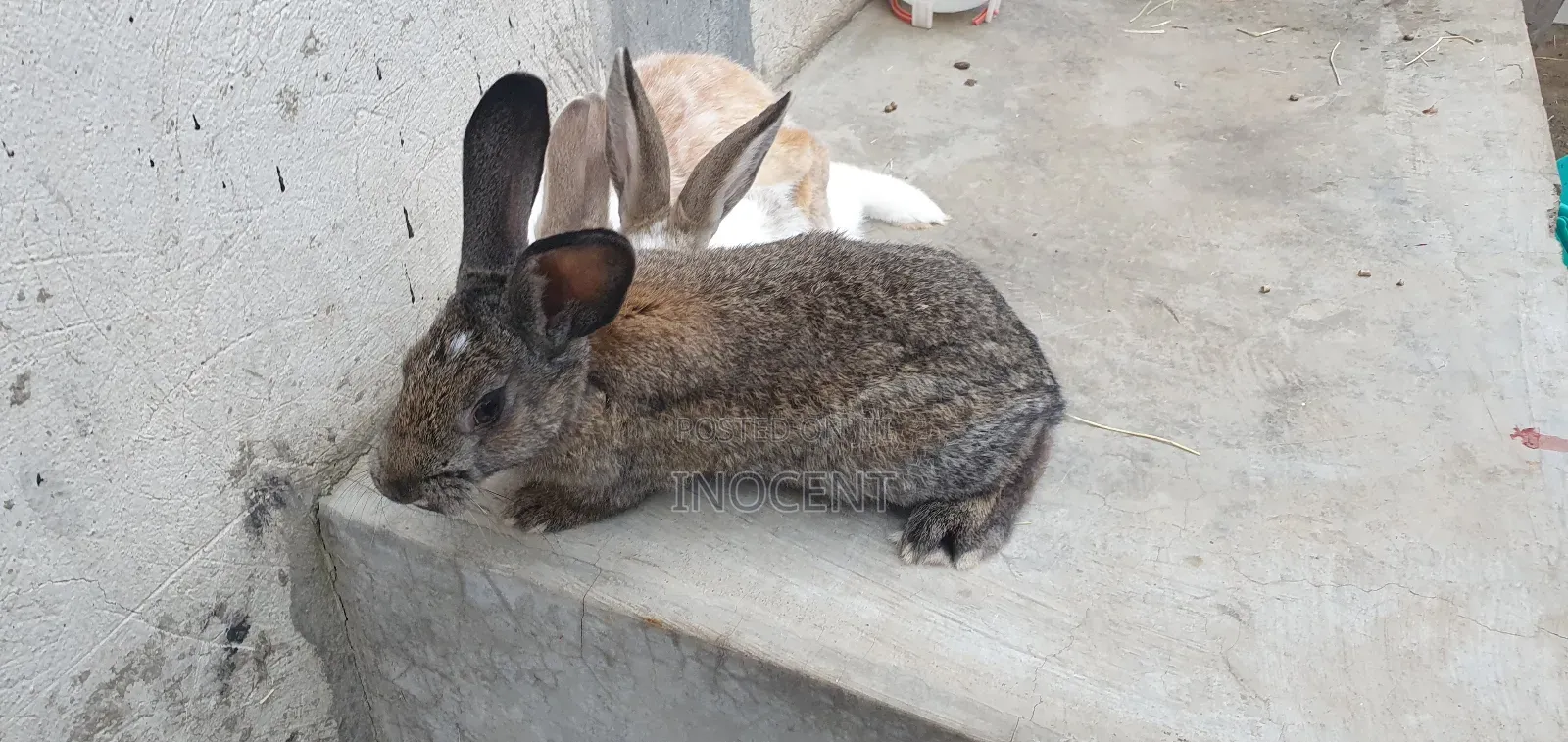 Rabbits for Sale - Hybrid Purebreeds
