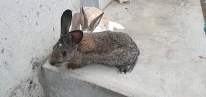 Rabbits for Sale - Hybrid Purebreeds