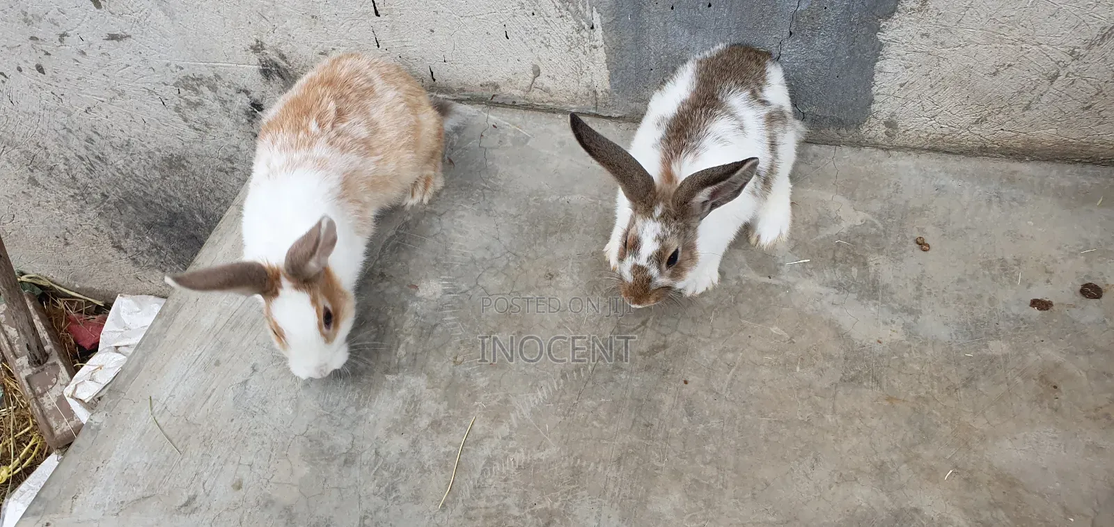 Rabbits for Sale - Hybrid Purebreeds