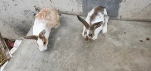Rabbits for Sale - Hybrid Purebreeds