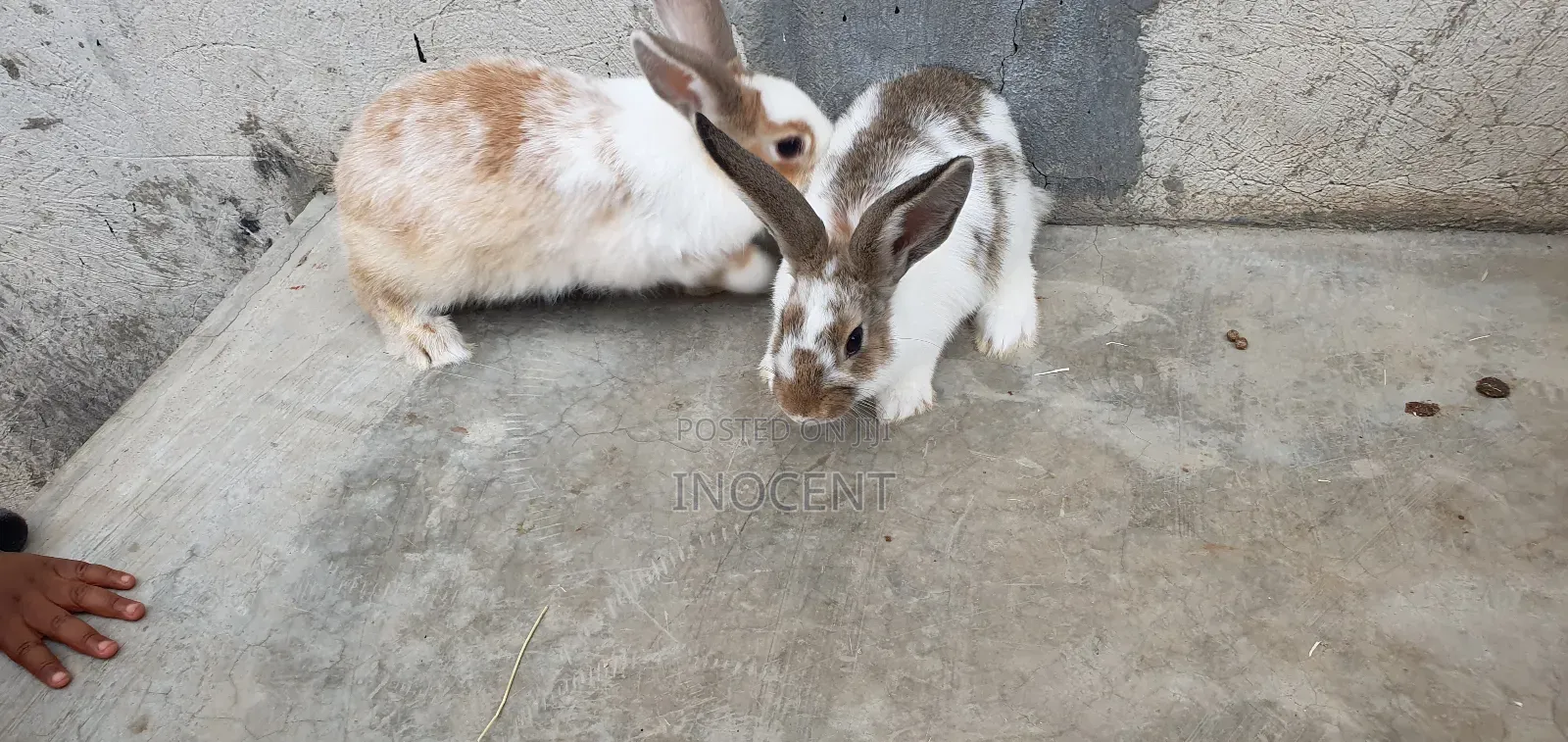 Rabbits for Sale - Hybrid Purebreeds