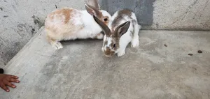 Rabbits for Sale - Hybrid Purebreeds
