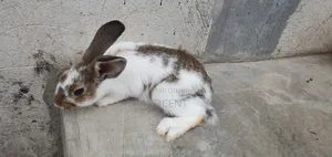 Rabbits for Sale - Hybrid Purebreeds