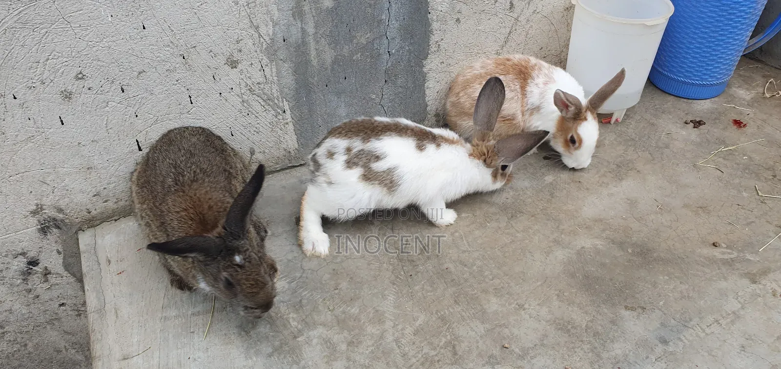 Rabbits for Sale - Hybrid Purebreeds