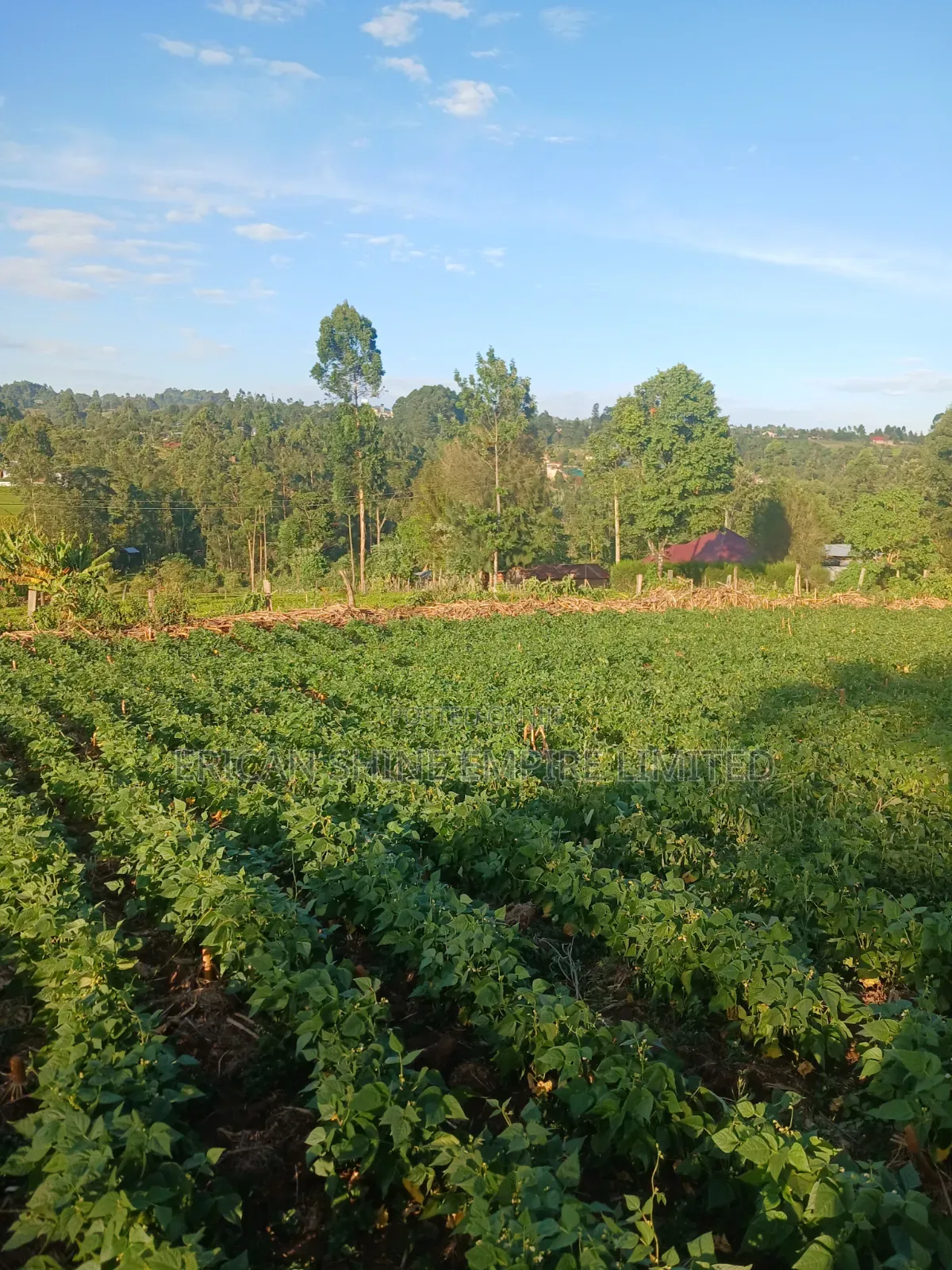 1.5acre Sale in Kapsabet